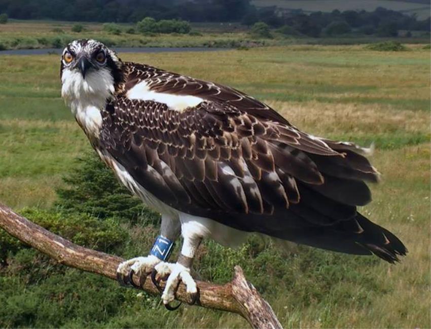 The addition of a 4K camera to the nest early in 2016 meant we were able to see even more detail of the lives of the Dyfi ospreys when Monty and Glesni arrived within hours of each other in early April.